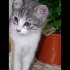 neşeli oyuncu hareketli fotoğraf