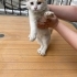 Minik Sarmanlar fotoğraf