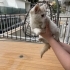 Minik Sarmanlar fotoğraf