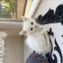 1 aylık bembeyaz bebek kedi fotoğraf