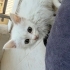 1 aylık bembeyaz bebek kedi fotoğraf