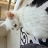1 aylık bembeyaz bebek kedi fotoğraf