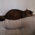 Sevgi dolu, akıllı british shorthair fotoğraf