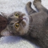 Sevgi dolu, akıllı british shorthair fotoğraf