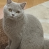 Uysal Kedi Duman fotoğraf
