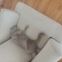 Uysal Kedi Duman fotoğraf