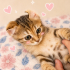 Ücretsiz sahiplenme Scottish fold fotoğraf