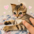 Ücretsiz sahiplenme Scottish fold fotoğraf