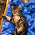 Ücretsiz sahiplenme Scottish fold fotoğraf