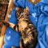 Ücretsiz sahiplenme Scottish fold fotoğraf