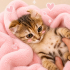 Ücretsiz sahiplenme Scottish fold fotoğraf