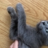 Oyuncu sevimli yavru kedi fotoğraf