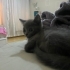 Oyuncu sevimli yavru kedi fotoğraf