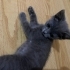 Oyuncu sevimli yavru kedi fotoğraf