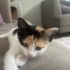 ‘Calico’ Sokağa gitmesin fotoğraf