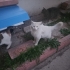 Masmavi gözlü uzun tüylü ankara kedisi fotoğraf