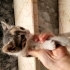 Masum bakışlı patili dost fotoğraf