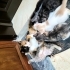 Masum bakışlı patili dost fotoğraf