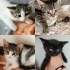 Pamuk bebişler yuva arıyor fotoğraf