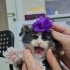 Süslü 40 günlük calico prenses ömürlük ailesini arıyor fotoğraf