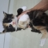 Süslü 40 günlük calico prenses ömürlük ailesini arıyor fotoğraf
