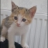 Ücretsiz yavru minnoş kedicik fotoğraf