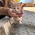Calico dişi sarı beyaz erkek ömürlük yuvalarını arıyor bebekler fotoğraf
