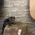 Mia'nın yavrularını sahiplendiriyoruz :) fotoğraf