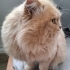 British Longhair için acil yuva aranıyor! fotoğraf