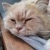 British Longhair için acil yuva aranıyor! fotoğraf