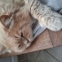 British Longhair için acil yuva aranıyor! fotoğraf