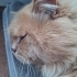 British Longhair için acil yuva aranıyor! fotoğraf