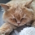 British Longhair için acil yuva aranıyor! fotoğraf