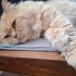 British Longhair için acil yuva aranıyor! fotoğraf