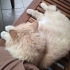 British Longhair için acil yuva aranıyor! fotoğraf