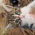 Oyuncu tekir yavru kedi fotoğraf