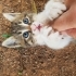 Oyuncu tekir yavru kedi fotoğraf