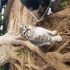 Oyuncu tekir yavru kedi fotoğraf