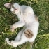 TERK EDİLEN KEDİYE ACİL YUVA fotoğraf