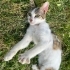 TERK EDİLEN KEDİYE ACİL YUVA fotoğraf