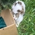 TERK EDİLEN KEDİYE ACİL YUVA fotoğraf