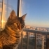 Kısır dişi kedim var, sakin ve sevecendir fotoğraf