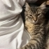 Kısır dişi kedim var, sakin ve sevecendir fotoğraf