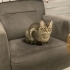 Kısır dişi kedim var, sakin ve sevecendir fotoğraf