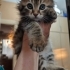 Pofuduk bol tüylü bir erkek bebek fotoğraf