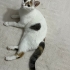Prensesime yuva arıyorum fotoğraf