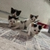 Minik kalpler yuva arayışında fotoğraf