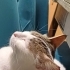 Kısır pamuk kedi fotoğraf