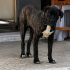Ücretsiz sahiplenme labrador melez acil yuva fotoğraf