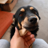 Ücretsiz sahiplenme pinscher melez küçücük irk acil yuva fotoğraf